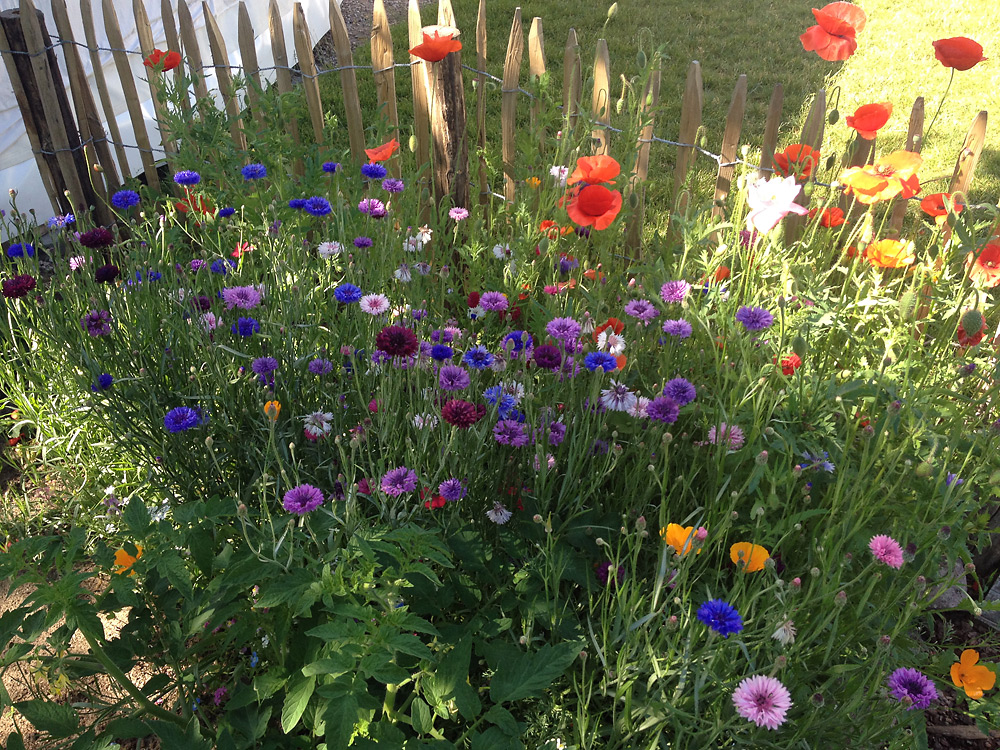 Blumen im Garten der Freien Schule Fläming